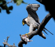 Falcon001